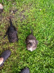 Schweenie Dogs for adoption in Oviedo, FL, USA