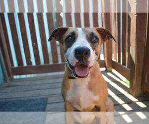 American Pit Bull Terrier-Labrador Retriever Mix Dogs for adoption in Richmond, MO, USA