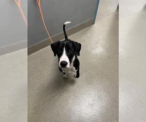 American Pit Bull Terrier-Unknown Mix Dogs for adoption in Las Vegas, NV, USA