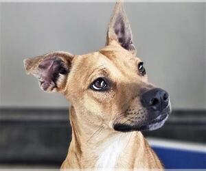 Mutt Dogs for adoption in Bakersfield, CA, USA