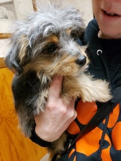Aussiedoodle Miniature  Dogs for adoption in Wyoming, MI, USA