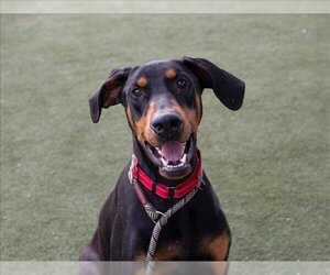 Doberman Pinscher Dogs for adoption in Martinez, CA, USA
