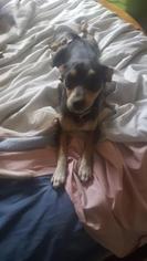 Miniature Pinscher Dogs for adoption in Colorado Springs, CO, USA