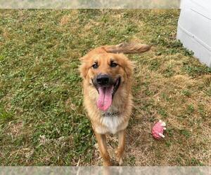 German Shepherd Dog-Unknown Mix Dogs for adoption in McKinleyville, CA, USA