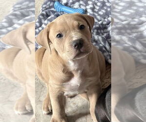 American Pit Bull Terrier-American Staffordshire Terrier Mix Dogs for adoption in Wenonah, NJ, USA