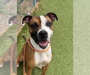 Boxer-Unknown Mix Dogs for adoption in Fayetteville, NC, USA