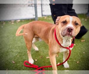American Pit Bull Terrier Dogs for adoption in Orlando, FL, USA