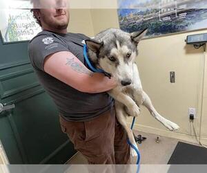 - Mix Dogs for adoption in Pasadena, CA, USA