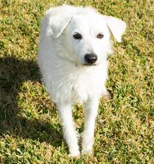 Medium Photo #1 Mutt Puppy For Sale in Missouri City, TX, USA
