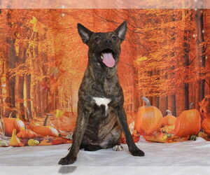 American Pit Bull Terrier-Unknown Mix Dogs for adoption in Oroville, CA, USA