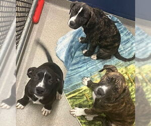Boxer-Unknown Mix Dogs for adoption in Sterling, MA, USA