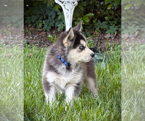 Siberian Husky Dogs for adoption in Holly Hill, SC, USA