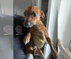 Chiweenie Dogs for adoption in Oklahoma City, OK, USA