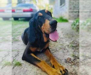Bloodhound-Coonhound Mix Dogs for adoption in Mahwah, NJ, USA