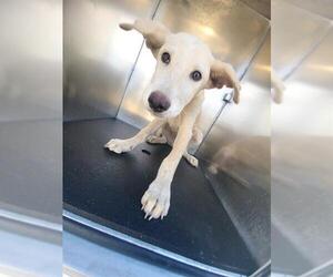 Labrador Retriever-Unknown Mix Dogs for adoption in San Antonio, TX, USA