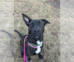 Mutt Dogs for adoption in Vaughan, Ontario, Canada