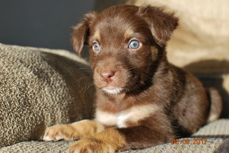 Medium Photo #1 Alaskan Husky-Unknown Mix Puppy For Sale in Eden Prairie, MN, USA