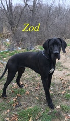 Great Dane Dogs for adoption in Chester, IL, USA