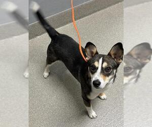 Miniature Pinscher-Unknown Mix Dogs for adoption in Las Vegas, NV, USA