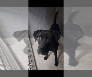 Labrador Retriever-Unknown Mix Dogs for adoption in Tallahassee, FL, USA