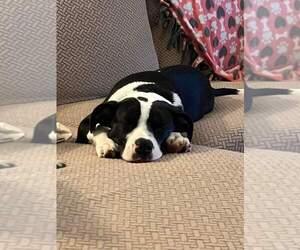Mutt Dogs for adoption in Aurora, IN, USA