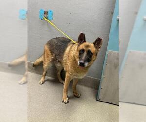 German Shepherd Dog-Unknown Mix Dogs for adoption in Las Vegas, NV, USA