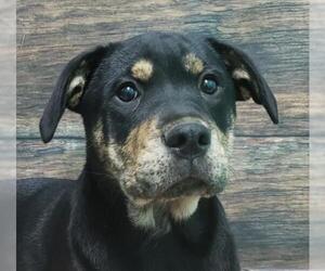 Labrottie Dogs for adoption in Wetumpka, AL, USA