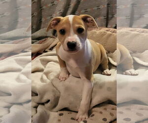 Jack Russell Terrier-Unknown Mix Dogs for adoption in Germantown, OH, USA