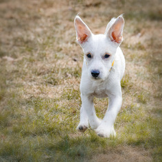 Jack-Rat Terrier Dogs for adoption in boulder, CO, USA