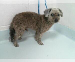 Poodle (Miniature) Dogs for adoption in Pasadena, TX, USA