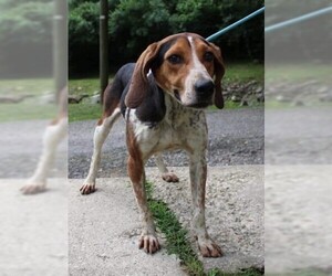 English Coonhound Dogs for adoption in Williamson, WV, USA