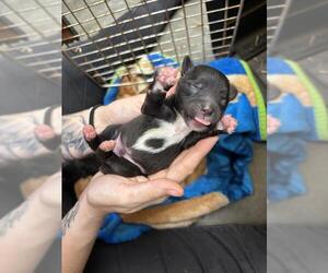 Labrador Retriever-Unknown Mix Dogs for adoption in Rosenberg, TX, USA