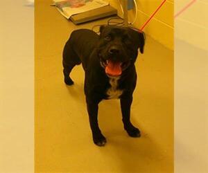 Labrador Retriever-Unknown Mix Dogs for adoption in Sanford, FL, USA