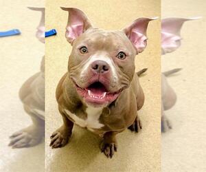 American Pit Bull Terrier-Unknown Mix Dogs for adoption in Derwood, MD, USA