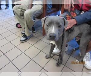 Staffordshire Bull Terrier Dogs for adoption in Ocala, FL, USA