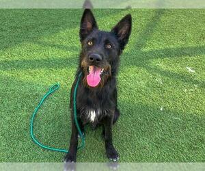 Border Collie-Unknown Mix Dogs for adoption in Orange, CA, USA
