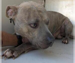 American Pit Bull Terrier-Unknown Mix Dogs for adoption in Houston, TX, USA
