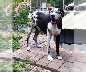 Great Dane Dogs for adoption in Huntersville, NC, USA