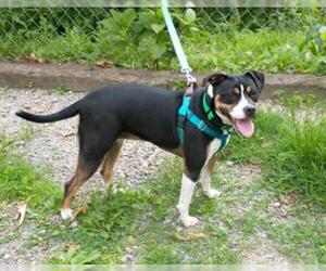 Beagle-Unknown Mix Dogs for adoption in Berkeley Springs, WV, USA