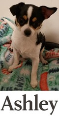 Boston Huahua Dogs for adoption in DALLAS, TX, USA