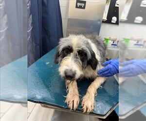 German Wirehaired Pointer-Unknown Mix Dogs for adoption in Mobile, AL, USA