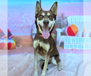 Siberian Husky-Unknown Mix Dogs for adoption in Long Beach, CA, USA