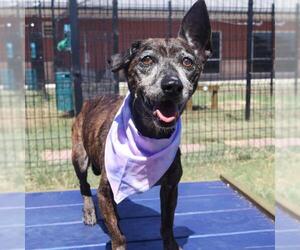 Dachshund-Unknown Mix Dogs for adoption in San Antonio, TX, USA
