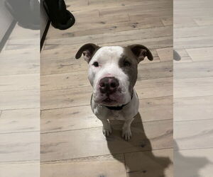 American Pit Bull Terrier-Unknown Mix Dogs for adoption in Chandler, AZ, USA