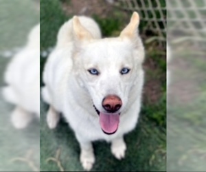 Siberian Husky Dogs for adoption in Ventura, CA, USA