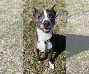 Mutt Dogs for adoption in Virginia Beach, VA, USA