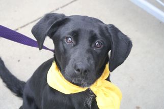 Borador Dogs for adoption in Fredericksburg, VA, USA