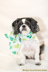 Shih Tzu Dogs for adoption in north little rock, AR, USA