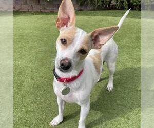Chihuahua-Unknown Mix Dogs for adoption in San Diego, CA, USA