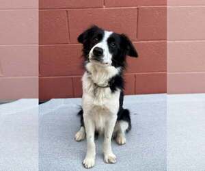 Border Collie-Unknown Mix Dogs for adoption in Paso Robles, CA, USA